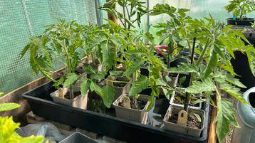 Tomatenplanten vier soorten  beschikbaar voor biedingen