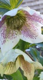 Helleborus zaailingen 6 voor 5 euro , bloei volg jaar, Jardin & Terrasse, Plantes | Jardin, Printemps, Enlèvement, Autres espèces