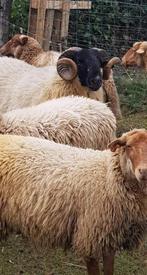 Mannelijke schapen voor het feest, Dieren en Toebehoren, Schapen, Geiten en Varkens, Mannelijk, Schaap