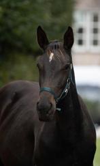 Jaarling merrie Mosito x Canturano x Heartbreaker, Dieren en Toebehoren, Paarden, Merrie, Springpaard, Gechipt, 0 tot 2 jaar