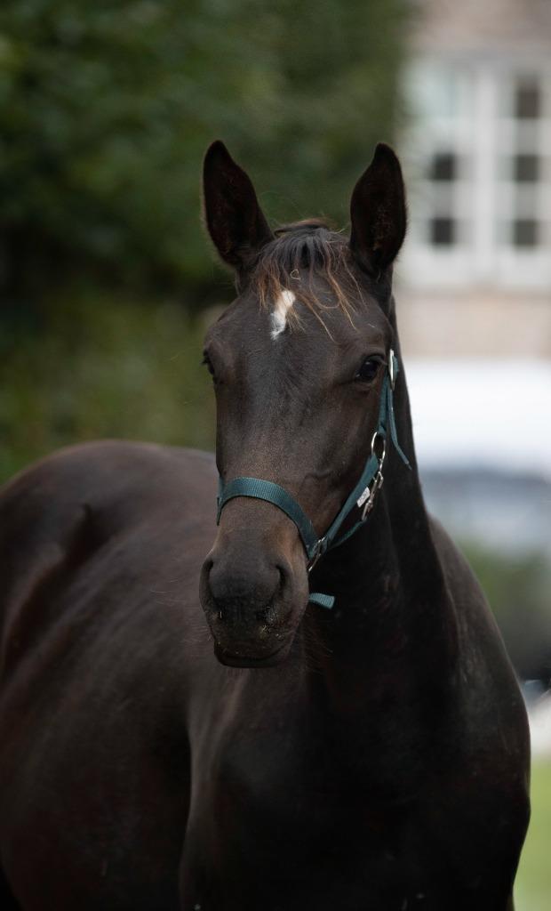 Jaarling merrie Mosito x Canturano x Heartbreaker, Dieren en Toebehoren, Paarden, Merrie, 0 tot 2 jaar, Springpaard, Met stamboom