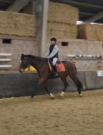 Meest betrouwbaar paard, Dieren en Toebehoren, Paarden, Ruin, Z