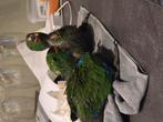 Jonge edelpapegaai eclectus handopfok, Dieren en Toebehoren