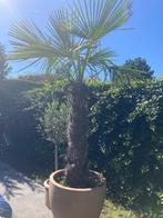 Plamboom Trachycarpus winterhard tot -20 graden, +200 cm, En pot, Plein soleil, Enlèvement, Été