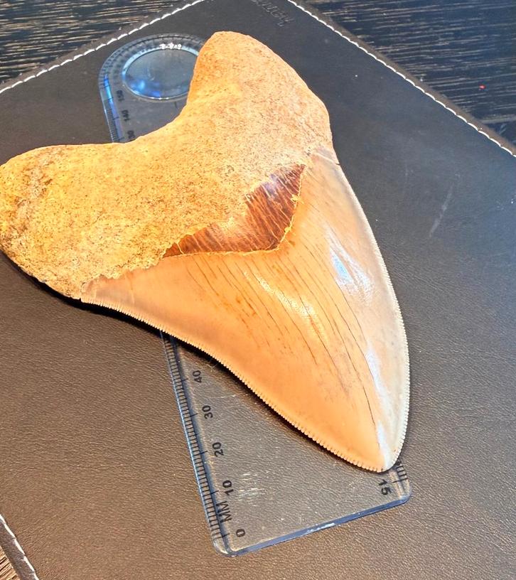 Megalodon tand (15cm !!!) Prachtig stuk, Verzamelen, Mineralen en Fossielen, Fossiel, Ophalen of Verzenden
