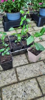 Citroenboom plantjes, Ophalen, Vaste plant, Fruitplanten