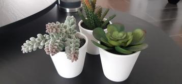 3 kunstvetplantjes