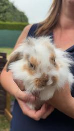 Wit konijn, Dieren en Toebehoren, Konijnen