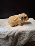 2 mooie California beertjes, Dieren en Toebehoren, Knaagdieren, Cavia, Mannelijk, Tam, Oktober