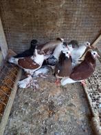 Jonge duiven, Dieren en Toebehoren