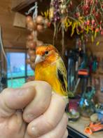 Kruising grote distelvink x kanarie 2025, Dieren en Toebehoren, Mannelijk, Wildzangvogel, Geringd