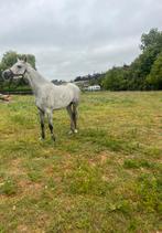 2,5 jarige merrie te koop(lage prijs), Dieren en Toebehoren, Paarden, Merrie, M, Minder dan 160 cm, Ontwormd