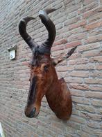 Tête en peluche : hartenbeest, taxidermie, crâne, chasse, Af, Collections, Collections Animaux, Enlèvement, Animal sauvage, Bois ou Tête