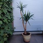Yucca, Ophalen