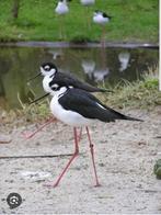 Mex steltkluut, Dieren en Toebehoren, Vogels | Overige Vogels, Geringd