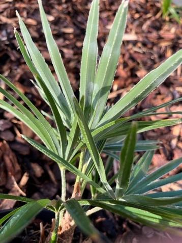 Winterharde palmboom Trachycarpus princeps x wagnerianus. beschikbaar voor biedingen