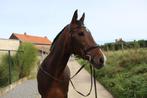 15-jarige merrie te koop, Dieren en Toebehoren, B, 160 tot 165 cm, 11 jaar of ouder, Recreatiepaard