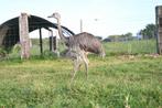 Nandoe kuikens, Dieren en Toebehoren, Meerdere dieren, Overige soorten