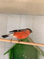 Goudvink man 2025, Mâle, Oiseau chanteur sauvage, Bagué