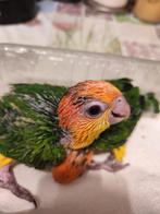 Caiques élevés à la main