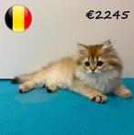Britse Langhaar kittens - Chinchilla Gold, Dieren en Toebehoren, Katten en Kittens | Raskatten | Langhaar, Meerdere dieren, Gechipt
