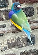Gouldamadine, Dieren en Toebehoren, Vogels | Overige Vogels, Mannelijk, Tropenvogel