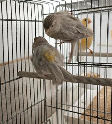 Couple canari agate opale mosaique jaune beschikbaar voor biedingen