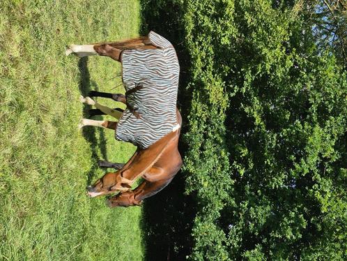 Vliegendeken 165cm, Dieren en Toebehoren, Paarden en Pony's | Dekens en Dekjes, Zo goed als nieuw, Deken, Ophalen