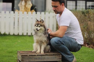 Pomsky, Mini Husky puppies beschikbaar voor biedingen
