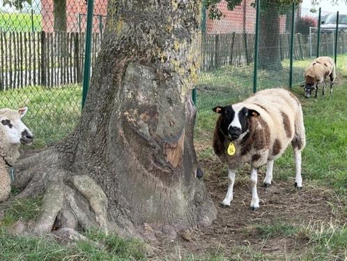 Baggerbonte ooien te koop, Dieren en Toebehoren, Schapen, Geiten en Varkens, Schaap, Vrouwelijk