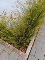 Siergras carex magic green 35 stuks, Ophalen