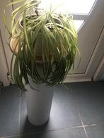 Plant op staander, Tuin en Terras, Ophalen, Overige soorten