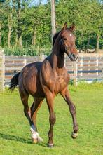 Jaarling hengst met goede afstamming, Dieren en Toebehoren, Paarden, Springpaard, Gechipt, 0 tot 2 jaar, Hengst