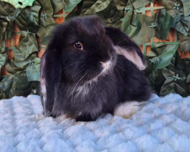 Franse hangoor ram ingeënt, Animaux & Accessoires, Lapins, Oreilles tombantes