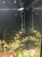 Baby Molly in guppy, Dieren en Toebehoren, Vissen | Aquariumvissen