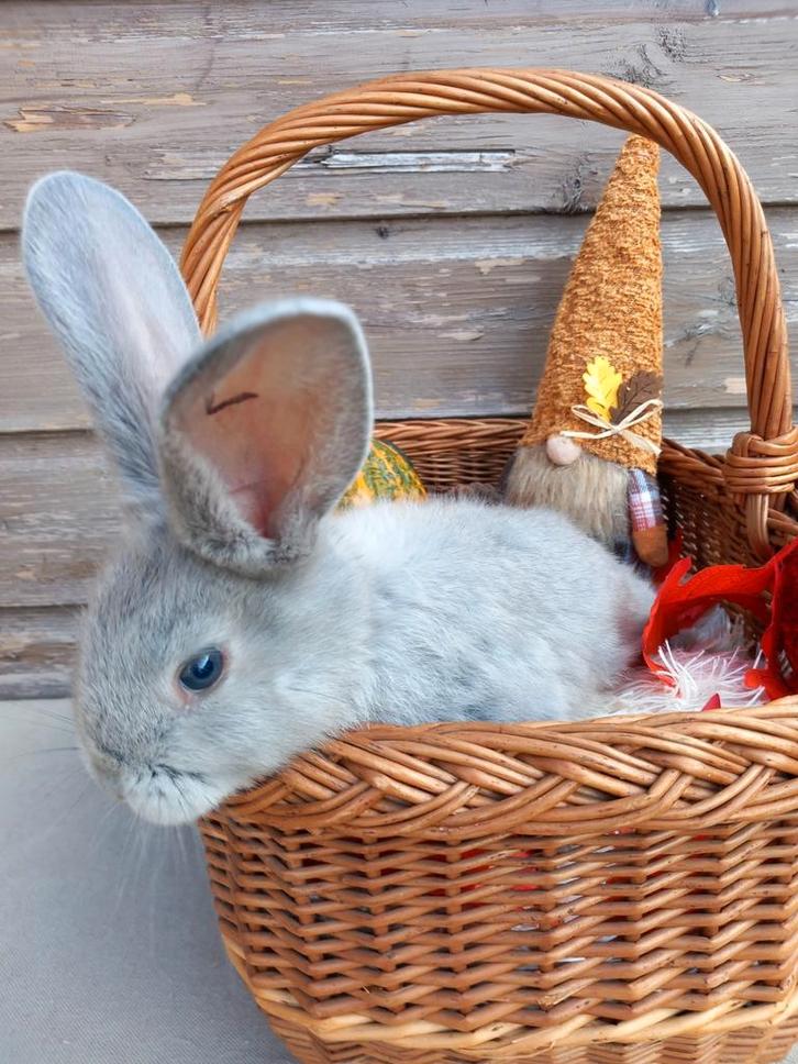 Duitse reus voedster, Dieren en Toebehoren, Konijnen, Groot, Vrouwelijk, 0 tot 2 jaar