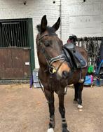 Hoofdstel, Dieren en Toebehoren, Paarden