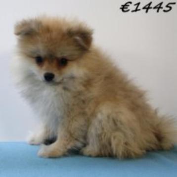Dwergkees & Kleine Kees - puppy's te koop, Dieren en Toebehoren, Honden | Poolhonden, Keeshonden en Oertypen, Keeshond, 15 weken tot 1 jaar