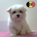 Lieve Maltezer-puppy’s te koop, Dieren en Toebehoren, Honden | Chihuahua's en Gezelschapshonden, België, Maltezer, Handelaar, CDV (hondenziekte)