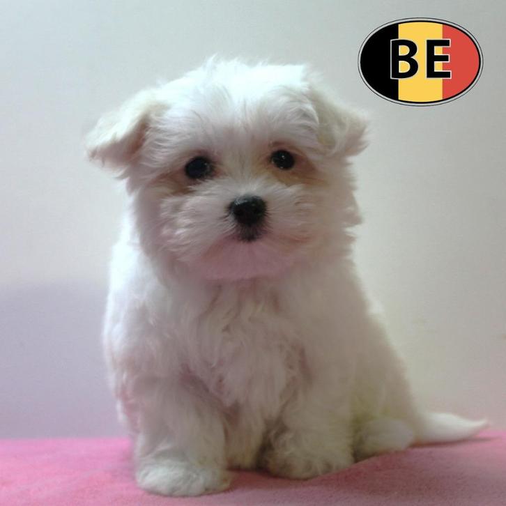 Lieve Maltezer-puppy’s te koop, Dieren en Toebehoren, Honden | Chihuahua's en Gezelschapshonden, Meerdere dieren, Maltezer, Handelaar