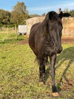 Friese  merrie met stamboom Nane 492 x Odette Fan De Marwei, Dieren en Toebehoren, Merrie, Met stamboom, Zadelmak, 7 tot 10 jaar