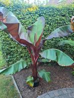 Ensete vitricosem maurelli, Tuin en Terras, Planten | Tuinplanten, Ophalen