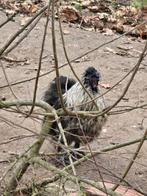 Zijdehoen haantje, Dieren en Toebehoren, Pluimvee