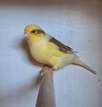 Jonge kanaries 2025, Dieren en Toebehoren, Vogels | Kanaries