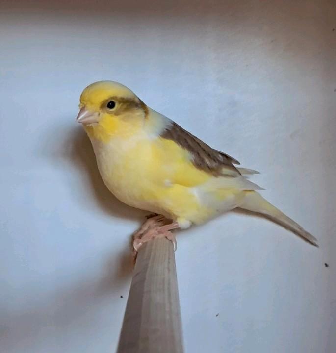 Jonge kanaries 2025, Dieren en Toebehoren, Vogels | Kanaries