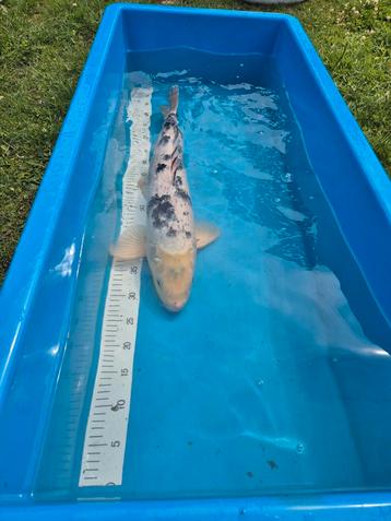 Japanse Koi Bekko 62cm beschikbaar voor biedingen