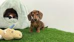 Standaard Teckel pups, België, Standaard, 8 tot 15 weken, Korthaar