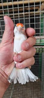 Major XL Bont Agaat witkop 2025, Dieren en Toebehoren, Mannelijk, Wildzangvogel, Geringd