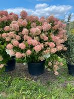 Pluim hortensia, Hydrangea paniculata ‘Limelight’, Tuin en Terras, Overige soorten, 100 tot 250 cm, Zomer, Ophalen