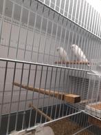 2 albino grasparkieten, Dieren en Toebehoren, Vogels | Parkieten en Papegaaien
